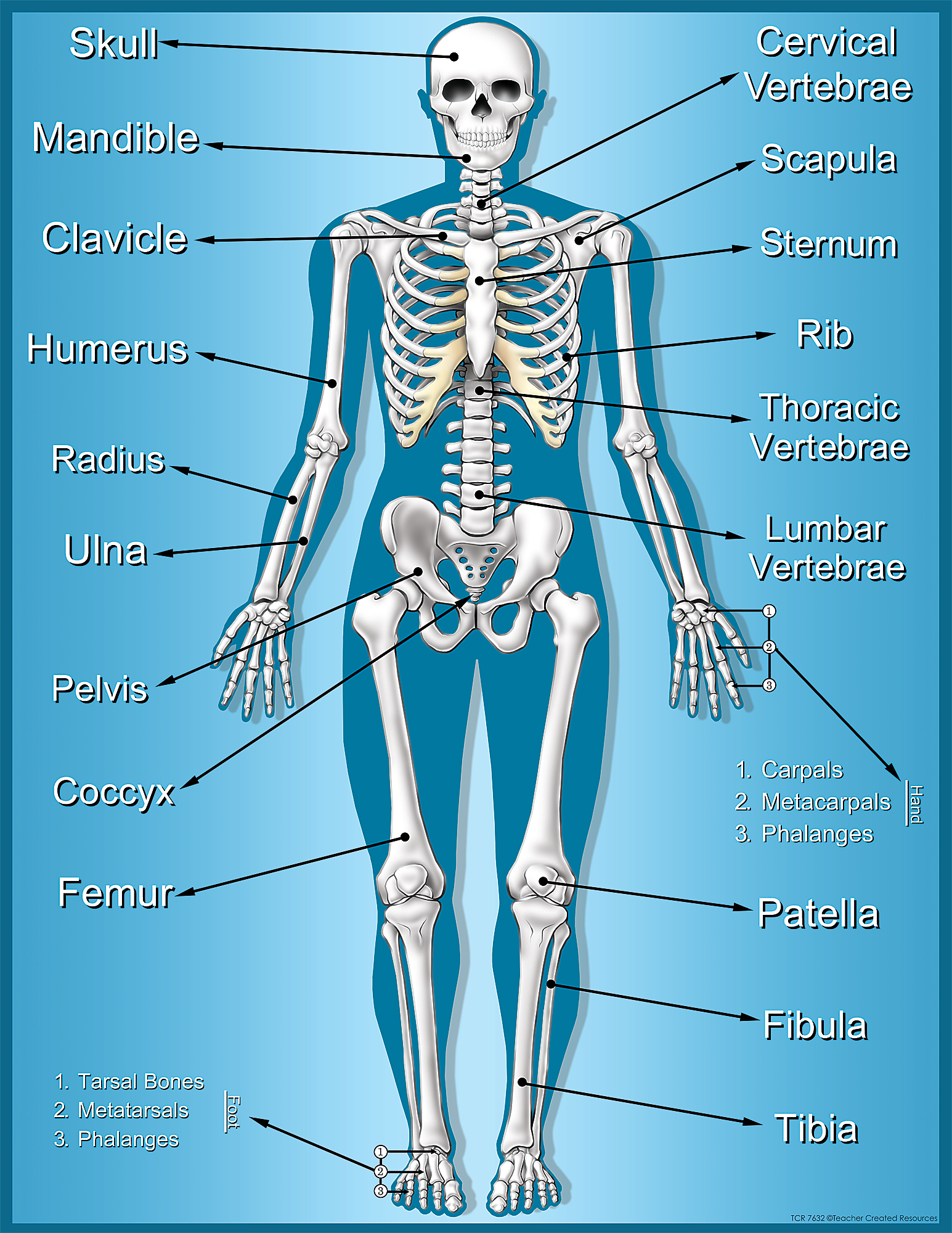 Labeled Skeleton Bones