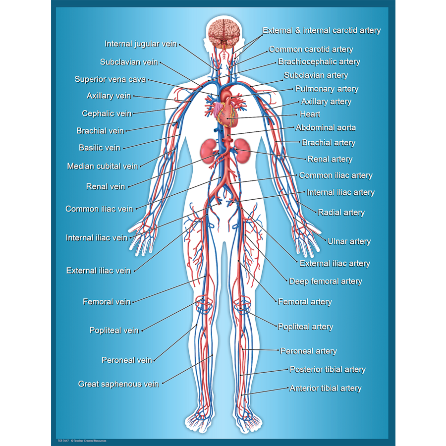 Circulatory System Chart TCR7647 Teacher Created Resources