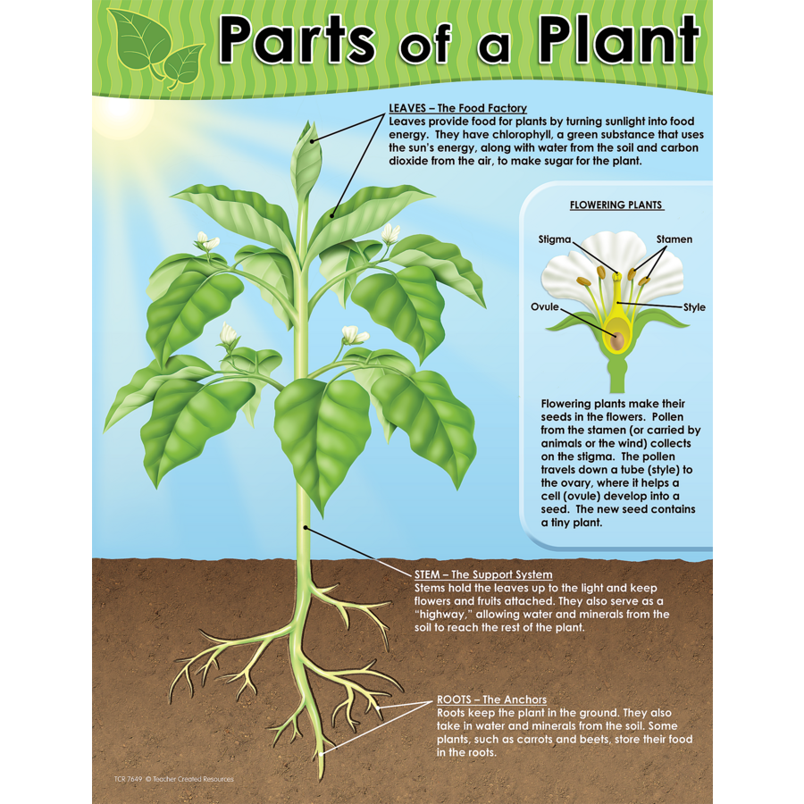 Parts of a Plant Chart - TCR7649 | Teacher Created Resources parts of a sunflower diagram 