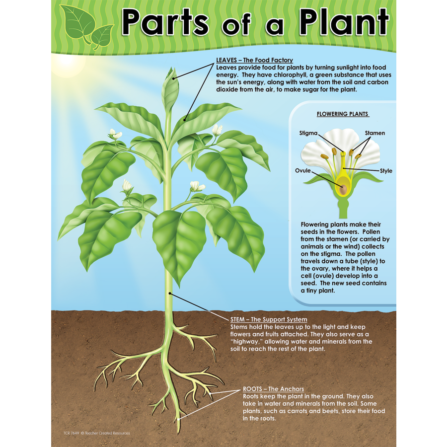 Parts Of A Plant Chart TCR7649 Teacher Created Resources