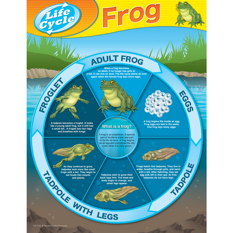 Frog Life Cycle Anchor Chart