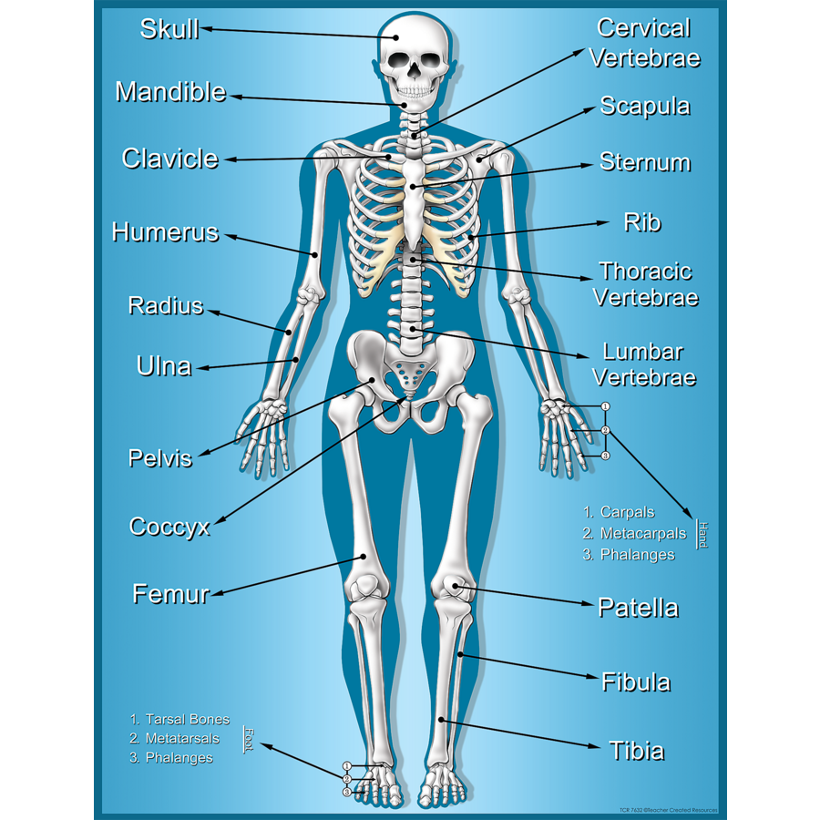 Skeleton Chart TCR7632 Teacher Created Resources