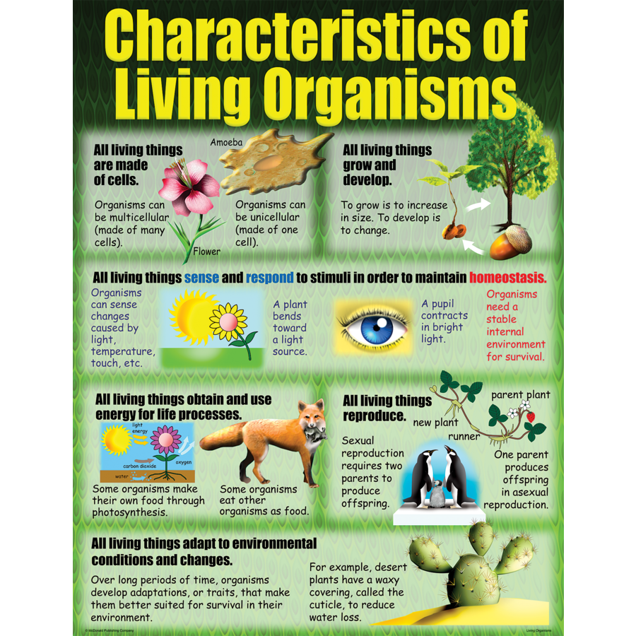 Living Organisms Poster Set Tcrp154 Teacher Created Resources