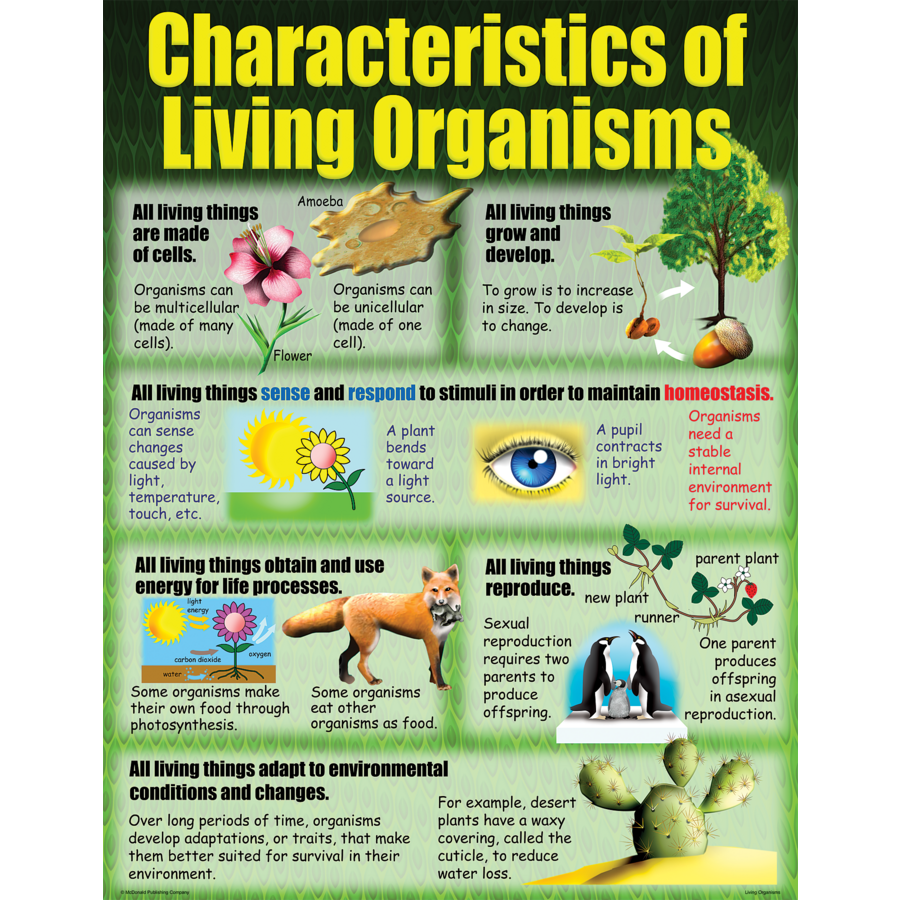 Living Organisms Poster Set - TCRP154 | Teacher Created Resources