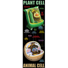 Plant & Animal Cells Colossal Poster
