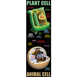 TCRV1632 Plant & Animal Cells Colossal Poster Image