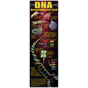 TCRV1652 DNA Colossal Poster Image