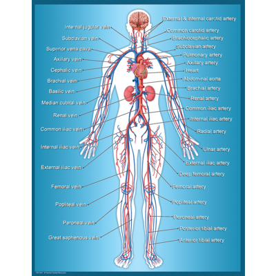 Circulatory System Chart - TCR7647 | Teacher Created Resources