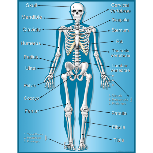 Skeleton Chart - TCR7632 | Teacher Created Resources