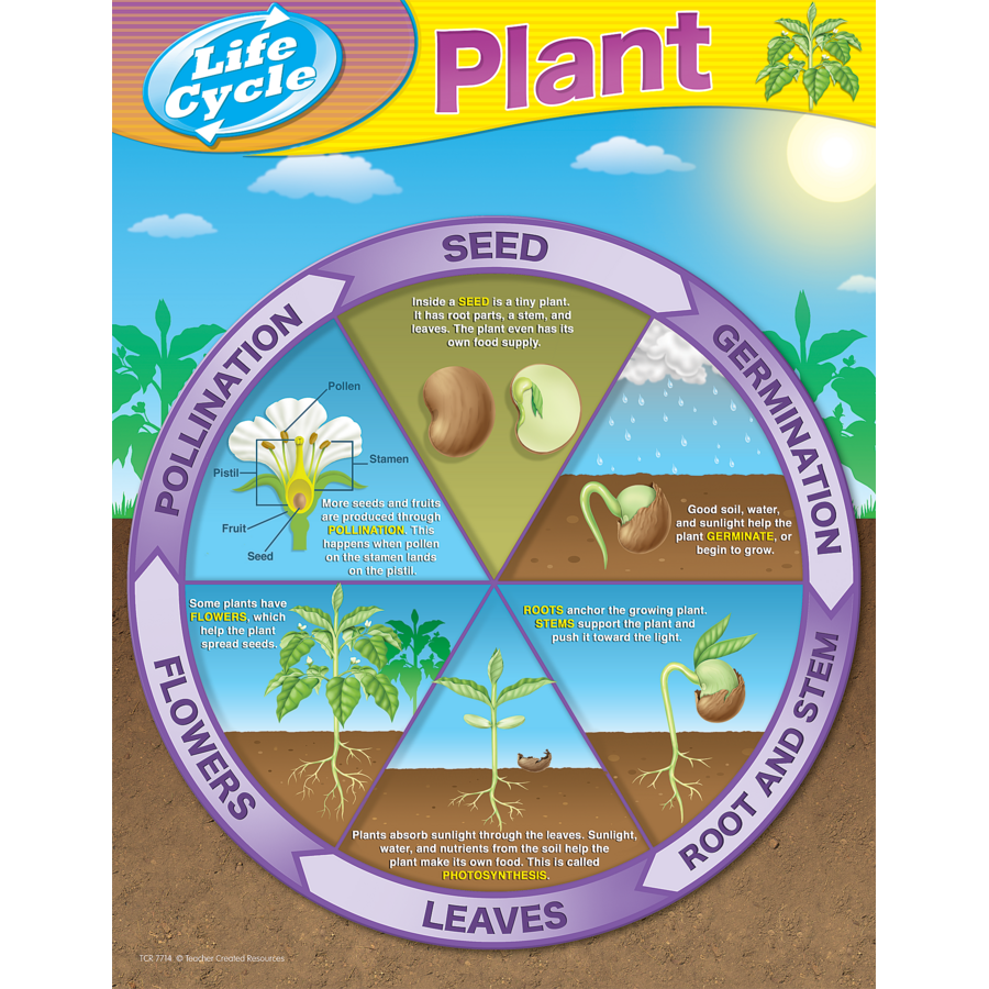 plant-life-cycles-chart-tcr7714-teacher-created-resources