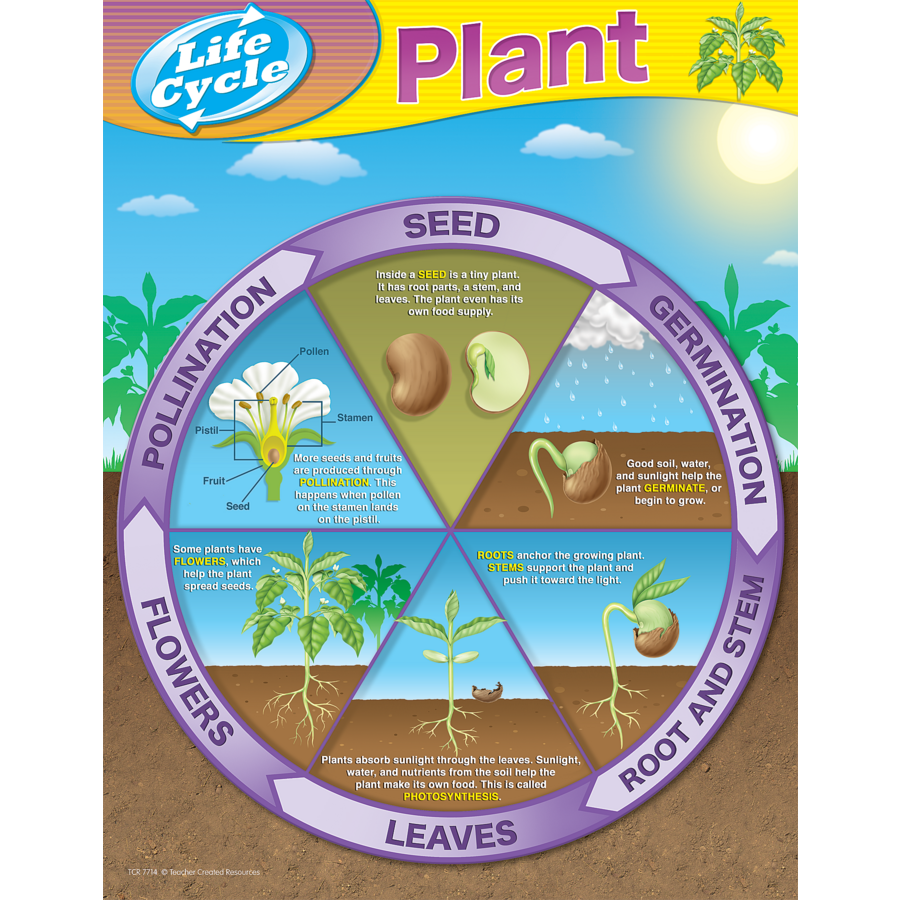 Plant Life Cycles Chart TCR7714 Teacher Created Resources