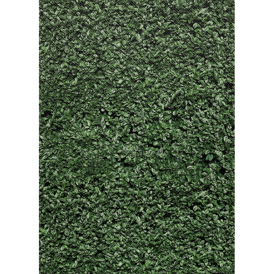 Boxwood Better Than Paper Bulletin Board Roll TCR77448 Teacher