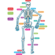 Human Skeleton Magnetic Accents