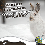 Que hacen los animales en invierno?