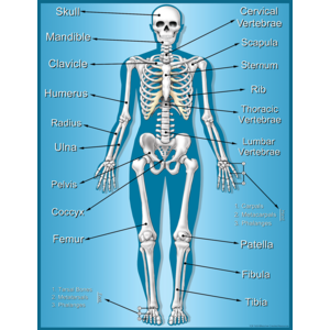 TCR7632 Skeleton Chart Image
