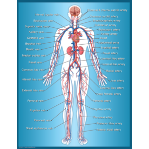 TCR7647 Circulatory System Chart Image