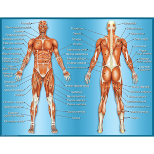 TCR7648 Muscles Chart Image