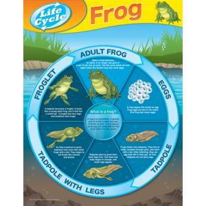 TCR7713 Frog Life Cycles Chart Image