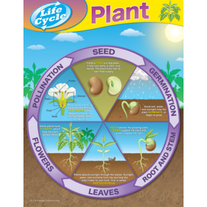 TCR7714 Plant Life Cycles Chart Image