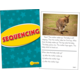Sequencing Practice Cards Yellow Level Alternate Image A