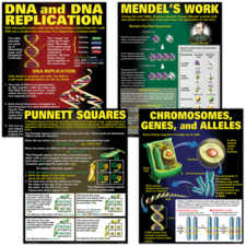 DNA & Heredity Poster Set