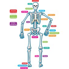 Human Skeleton Magnetic Accents