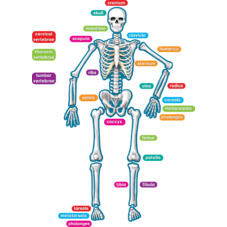 Human Skeleton Magnetic Accents