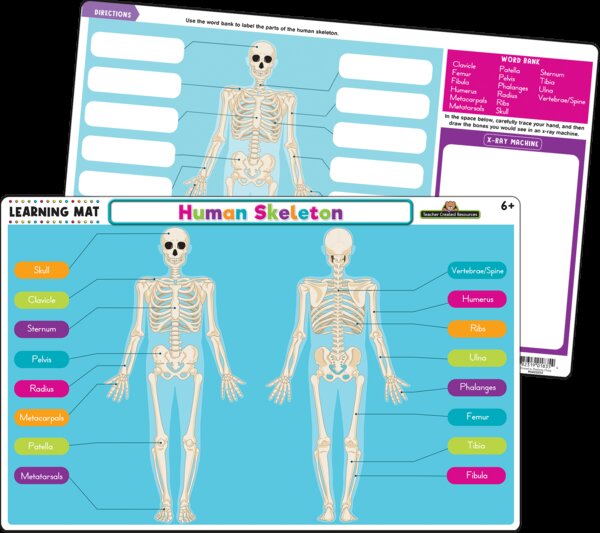 TCR21028 Human Skeleton Learning Mat Image