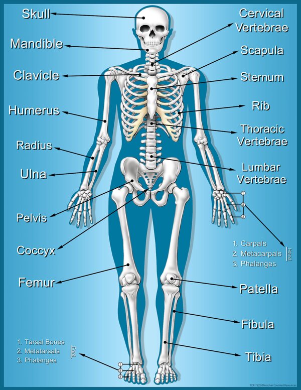 TCR7632 Skeleton Chart Image