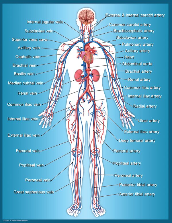 TCR7647 Circulatory System Chart Image