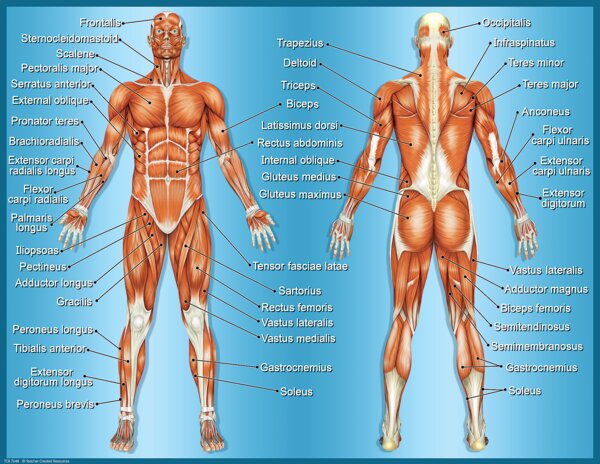 TCR7648 Muscles Chart Image