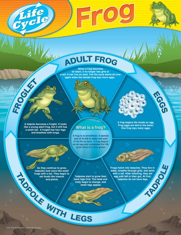 TCR7713 Frog Life Cycles Chart Image