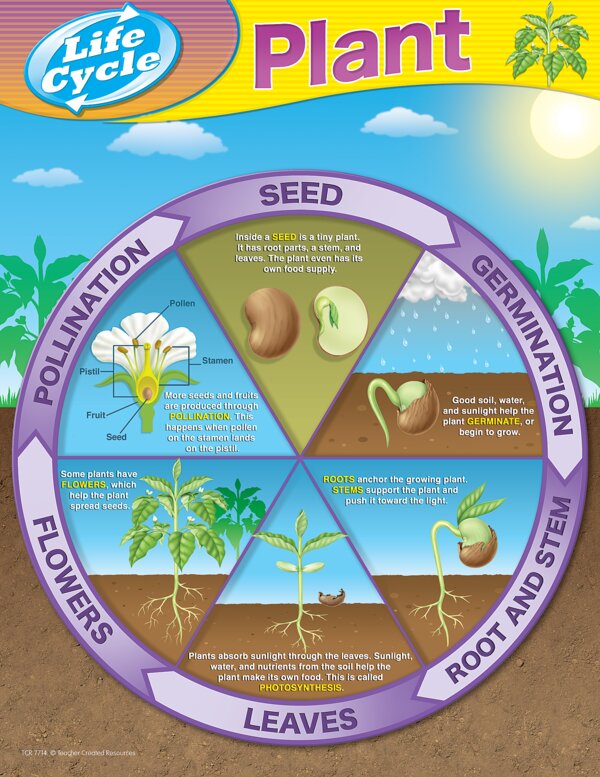 TCR7714 Plant Life Cycles Chart Image