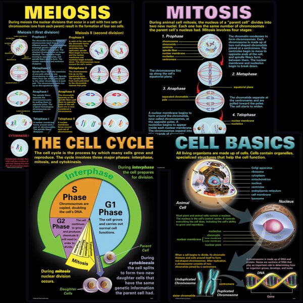 TCRP127 Cells Poster Set Image