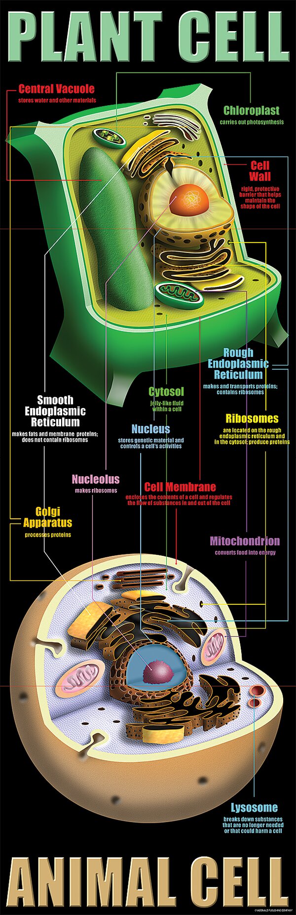 TCRV1632 Plant & Animal Cells Colossal Poster Image