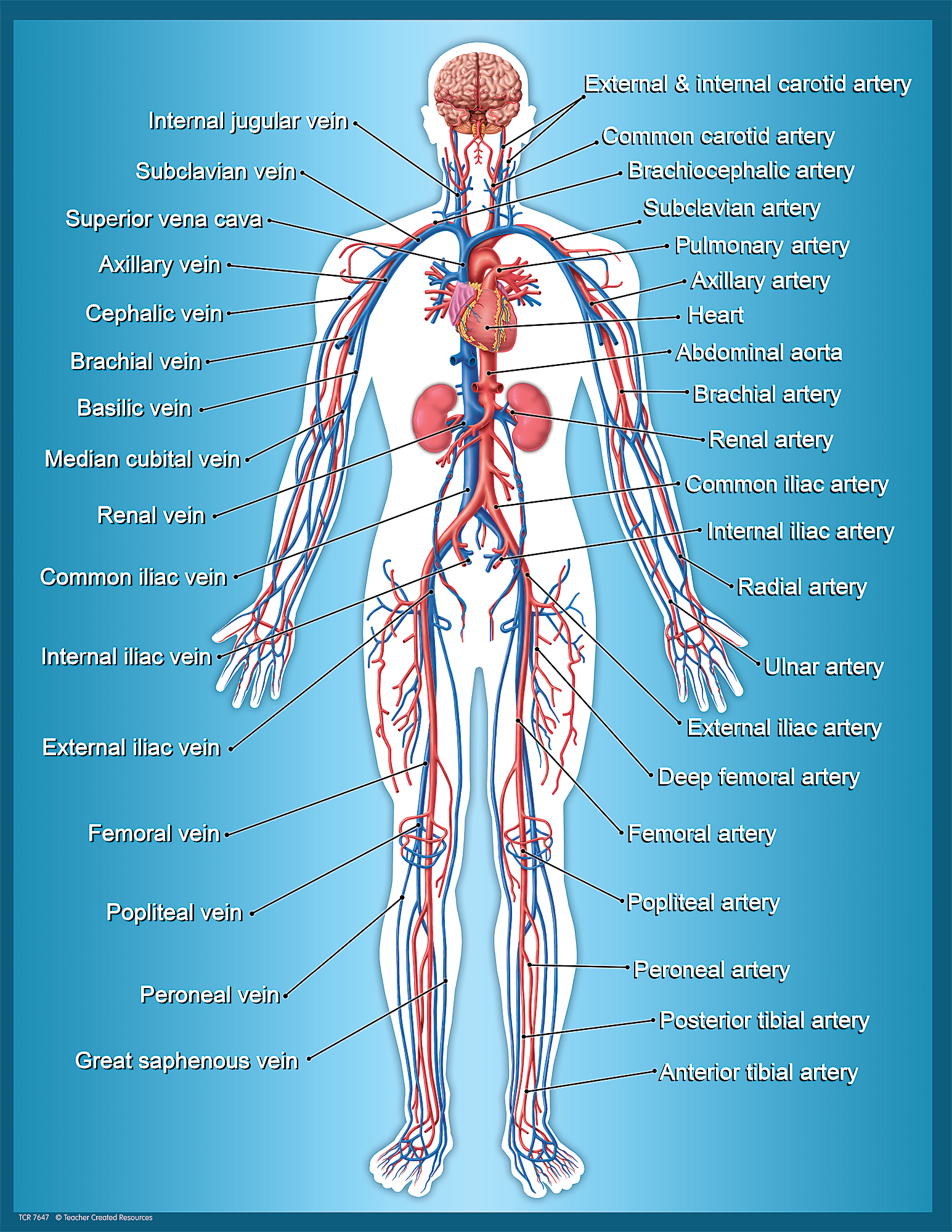 Circulatory System Chart - TCR7647 | Teacher Created Resources