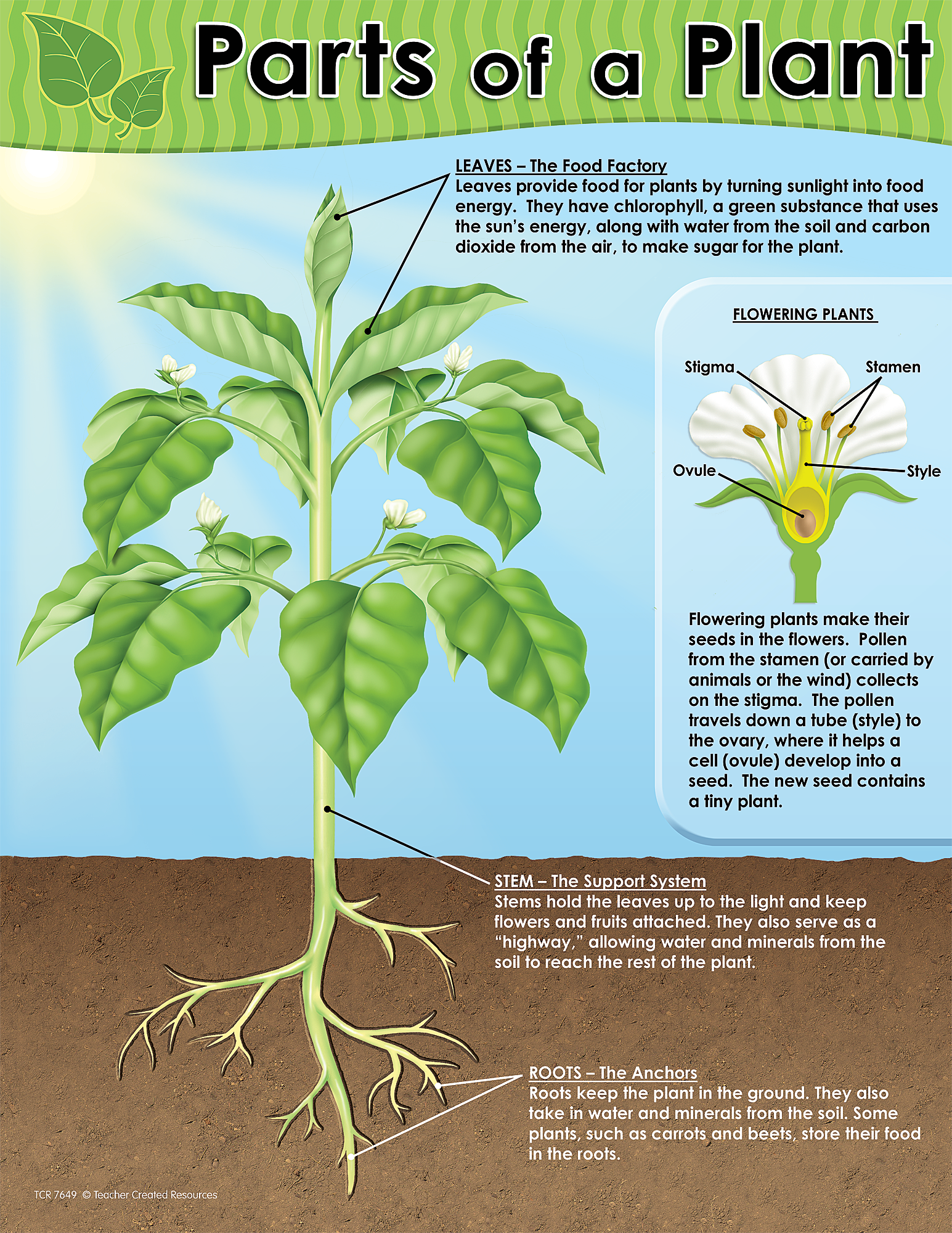 Parts of a Plant Chart - TCR7649 | Teacher Created Resources