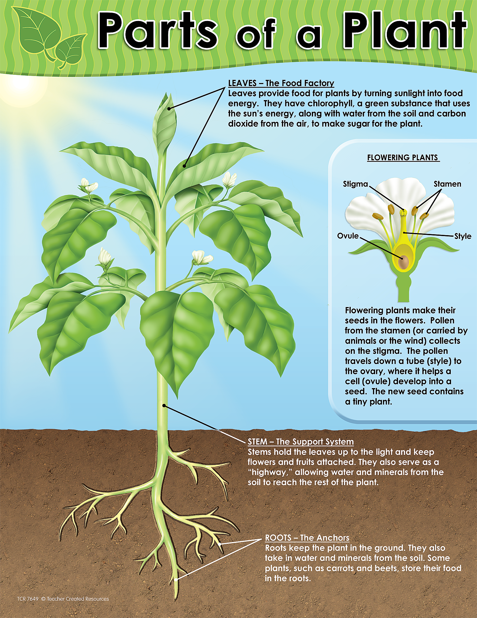 Parts Of A Plant Chart TCR Teacher Created Resources