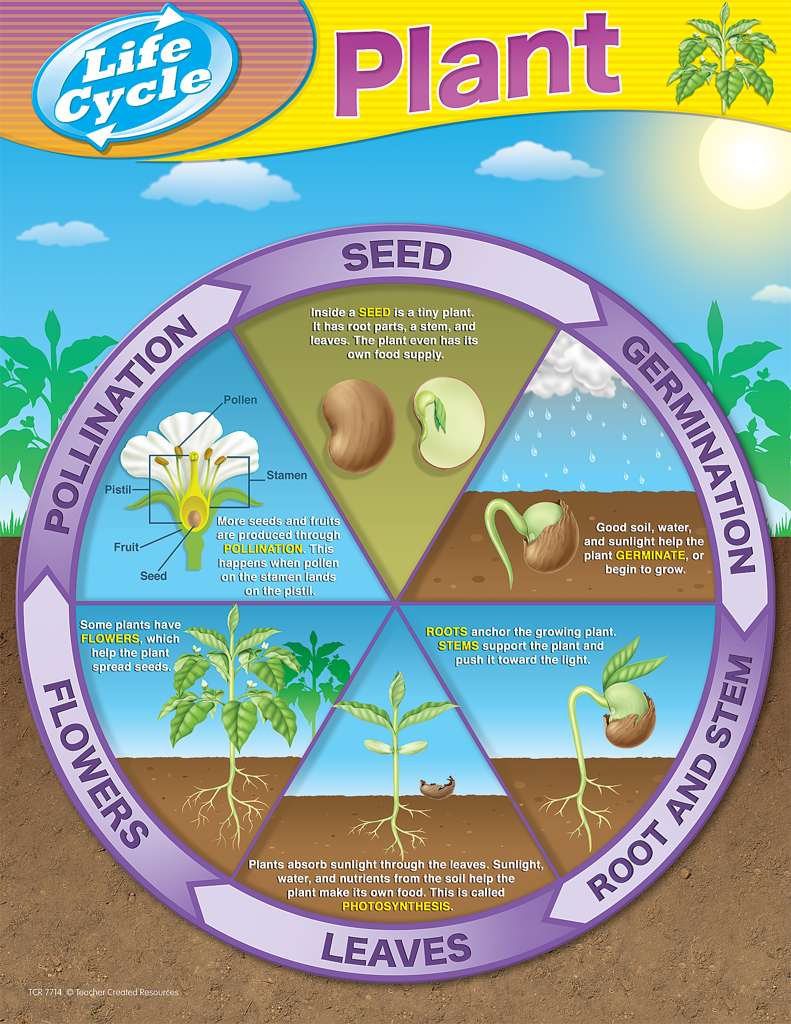 Plant Life Cycles Chart - TCR7714 | Teacher Created Resources