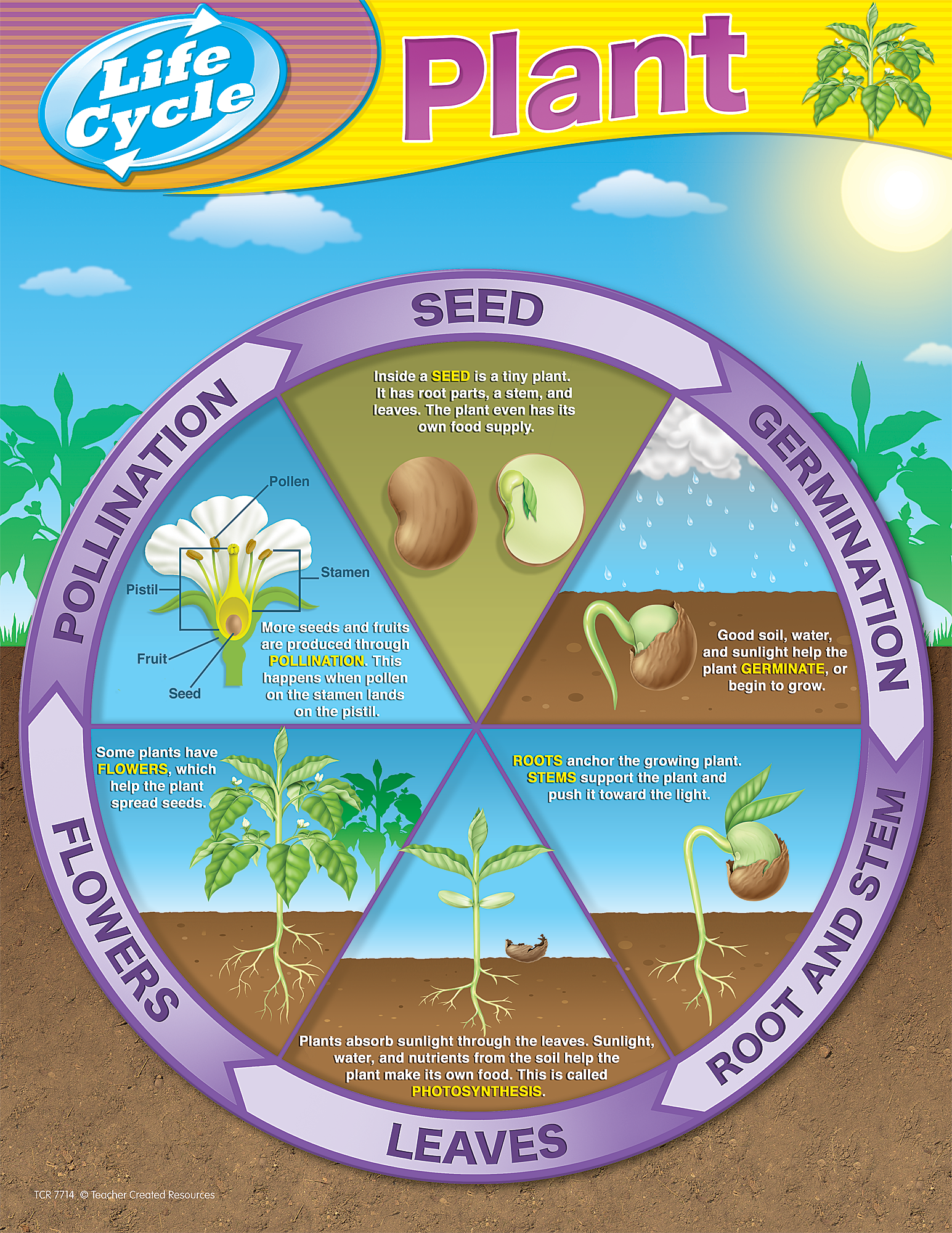 Plant Life Cycles Chart TCR7714 Teacher Created Resources