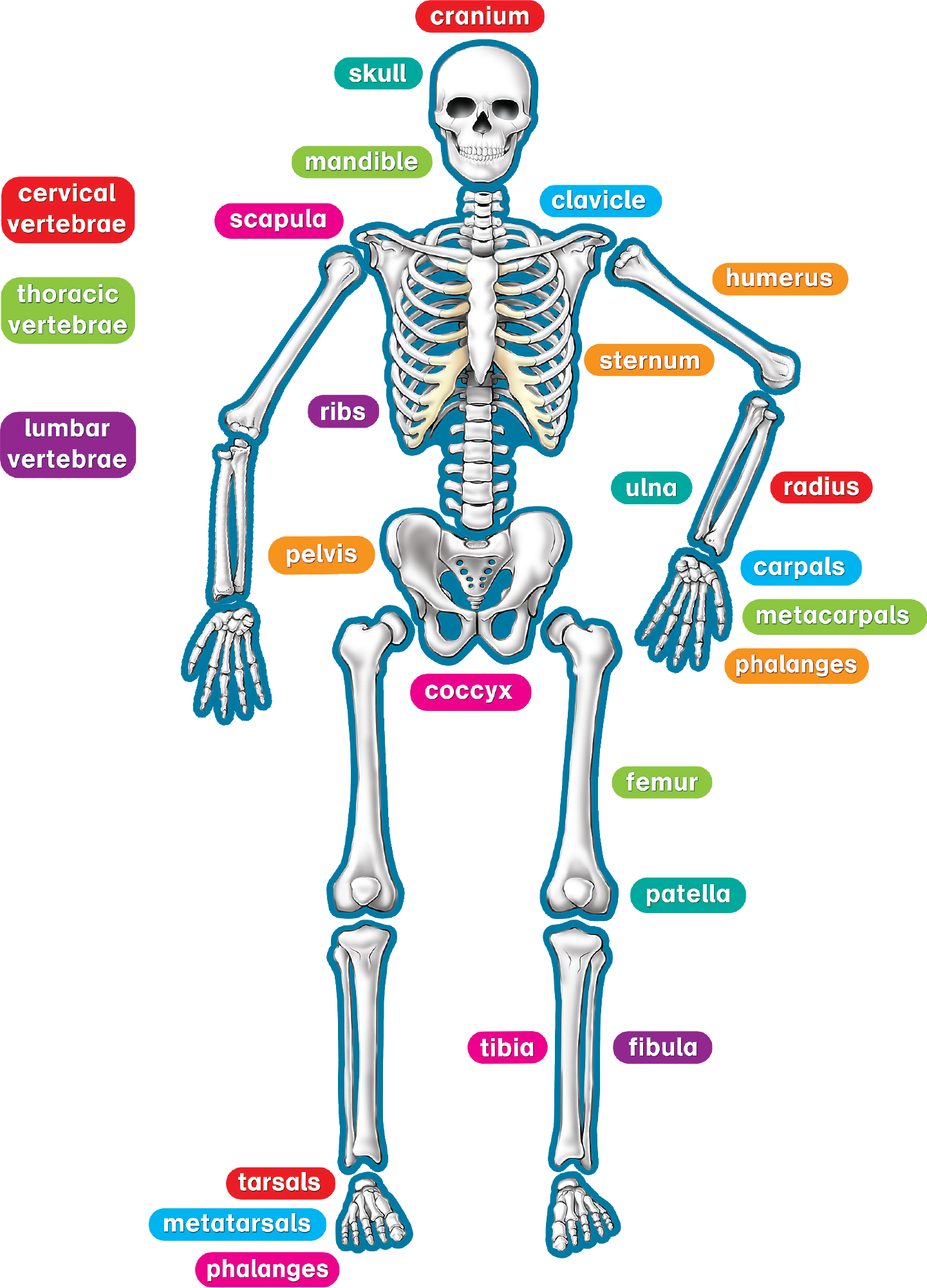 skeletal system for kids without label