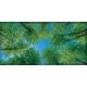 Forest Calming Covers Ceiling Light Filters Alternate Image C
