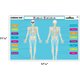 Human Skeleton Learning Mat Alternate Image SIZE