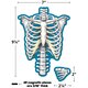 Human Skeleton Magnetic Accents Alternate Image SIZE