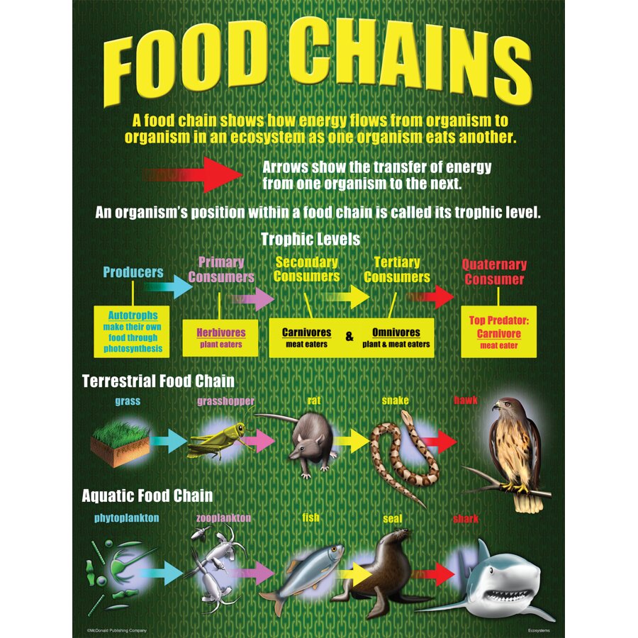 Ecosystem Model Poster Ecosystems Poster Set - TCRP059 | Teacher Created Resources
