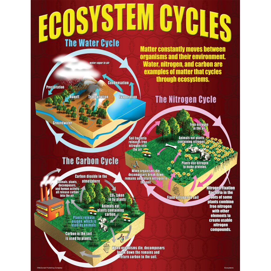 Ecosystem Model Poster Ecosystems Poster Set - TCRP059 | Teacher Created Resources