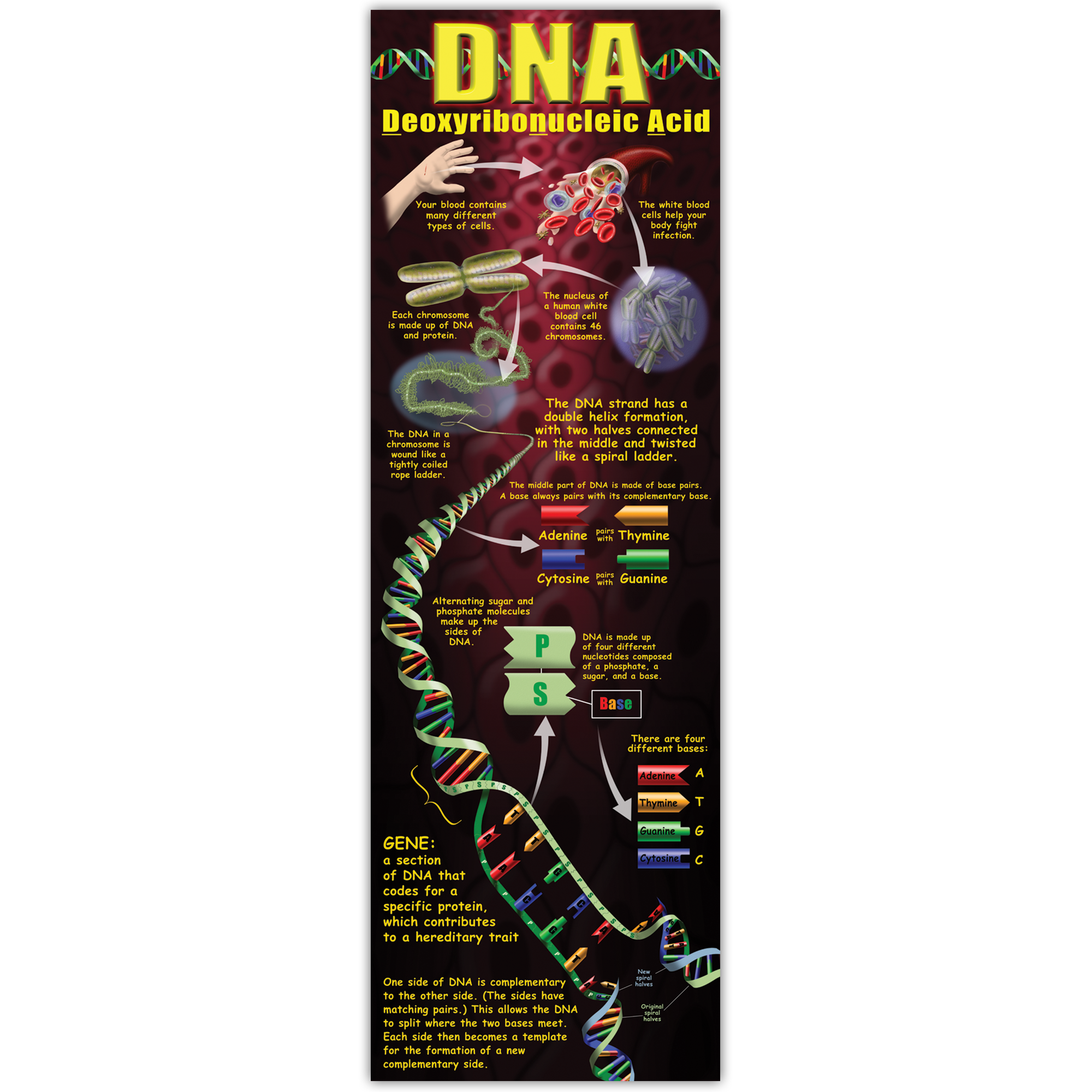 DNA Colossal Poster